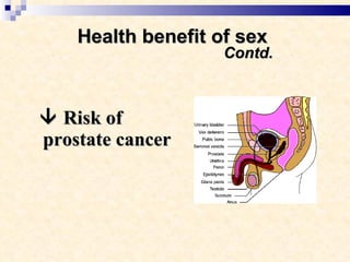 Health benefit of sex    Contd.    Risk of prostate cancer 