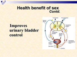 Health benefit of sex    Contd. Improves urinary bladder control   