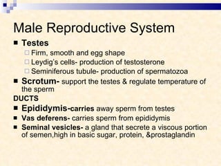 Male Reproductive System Testes Firm, smooth and egg shape Leydig’s cells- production of testosterone Seminiferous tubule- production of spermatozoa Scrotum-   support the testes & regulate temperature of the sperm DUCTS Epididymis- carries  away sperm from testes Vas   deferens-  carries sperm from epididymis Seminal   vesicles-  a gland that secrete a viscous portion of semen,high in basic sugar, protein, &prostaglandin 