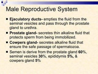 Male Reproductive System Ejaculatory ducts-  empties the fluid from the seminal vesicles and pass through the prostate gland to urethra. Prostate gland-  secretes thin alkaline fluid that protects sperm from being immobilized. Cowpers gland-  secretes alkaline fluid that ensure the safe passage of spermatozoa. Semen is derive from the prostate gland  60 %, seminal vesicles  30 %, epididymis  5%,  & cowpers gland  5 %  