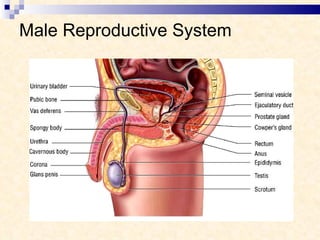 Male Reproductive System 