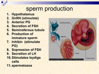 sperm production Hypothalamus GnRH (stimulate) Anterior PG Secretion of FSH Seminoferous tubule Production of immature sperm Inhibin  (stimulate PG) Supression of FSH Secretion of LH Stimulates leydigs cells spermatozoa 