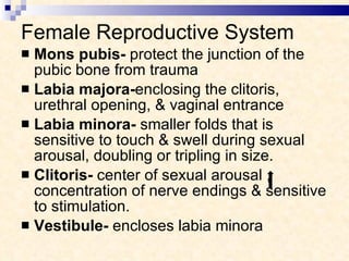 Female Reproductive System Mons pubis-  protect the junction of the pubic bone from trauma Labia majora- enclosing the clitoris, urethral opening, & vaginal entrance  Labia minora-  smaller folds that is sensitive to touch & swell during sexual arousal, doubling or tripling in size. Clitoris-  center of sexual arousal ,  concentration of nerve endings & sensitive to stimulation. Vestibule-  encloses labia minora 
