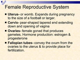 Female Reproductive System Uterus-  or womb. Expands during pregnancy to the size of a football or larger. Cervix-  pear-shaped tapered end extending down and opening of vagina Ovaries-  female gonad that produces gametes. Hormone production: estrogen & progesterone Fallopian tubes-  convey the ovum from the ovaries to the uterus & to provide place for fertilization. 