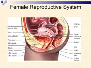 Female Reproductive System 