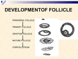 DEVELOPMENTOF FOLLICLE PRIMORDIAL FOLLICLE PRIMARY FOLLICLE GRAFFIAN FOLLICLE MATURE FOLLICLE CORPUS LUTEUM 