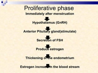 Proliferative phase Immediately after menstruation Hypothalamus (GnRH) Anterior Pituitary gland(stimulate) Secretion of FSH Produce estrogen Thickening of the endometrium Estrogen increase in the blood stream 