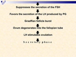 Suppresses the secretion of the FSH Favors the secretion of the LH produced by PG Graaffian follicle burst Ovum degenerates into the fallopian tube LH stimulates ovulation Secretory phase 