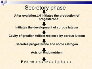 Secretory phase After ovulation,LH initiates the production of progesterone Initiates the development of corpus luteum Cavity of graafian follicle replaced by corpus luteum Secretes progesterone and some estrogen Acts on endometrium Pre-menstrual phase 