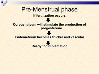Pre-Menstrual phase If fertilization occurs Corpus luteum will stimulate the production of progesterone Endometrium becomes thicker and vascular Ready for implantation 