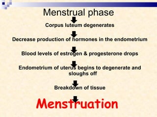 Menstrual phase Corpus luteum degenerates Decrease production of hormones in the endometrium Blood levels of estrogen & progesterone drops Endometrium of uterus begins to degenerate and sloughs off Breakdown of tissue Menstruation  