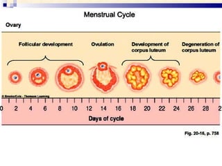 Menstrual Cycle 