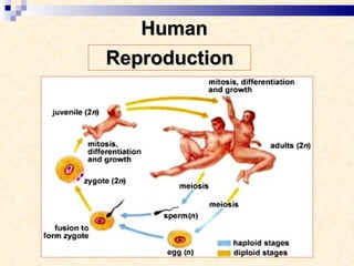 Human  Reproduction 