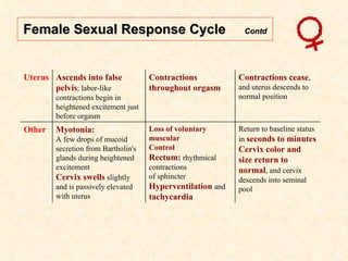 Female Sexual Response Cycle  Contd Uterus Ascends into false pelvis ; labor-like contractions begin in heightened excitement just before orgasm Contractions  throughout orgasm Contractions cease , and uterus descends to normal position Other Myotonia: A few drops of mucoid secretion from Bartholin's glands during heightened excitement Cervix swells  slightly and is passively elevated with uterus Loss of voluntary muscular Control  Rectum:  rhythmical contractions of sphincter Hyperventilation  and  tachycardia Return to baseline status in  seconds to minutes Cervix color and size return to normal , and cervix descends into seminal pool 