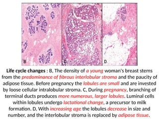 Normal Brea NORMAL STRUCTURE OF BREAST AND BENIGN LESIONS OF (2).pptx