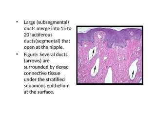Normal Brea NORMAL STRUCTURE OF BREAST AND BENIGN LESIONS OF (2).pptx