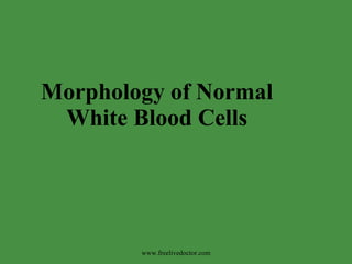 Morphology of Normal White Blood Cells www.freelivedoctor.com 