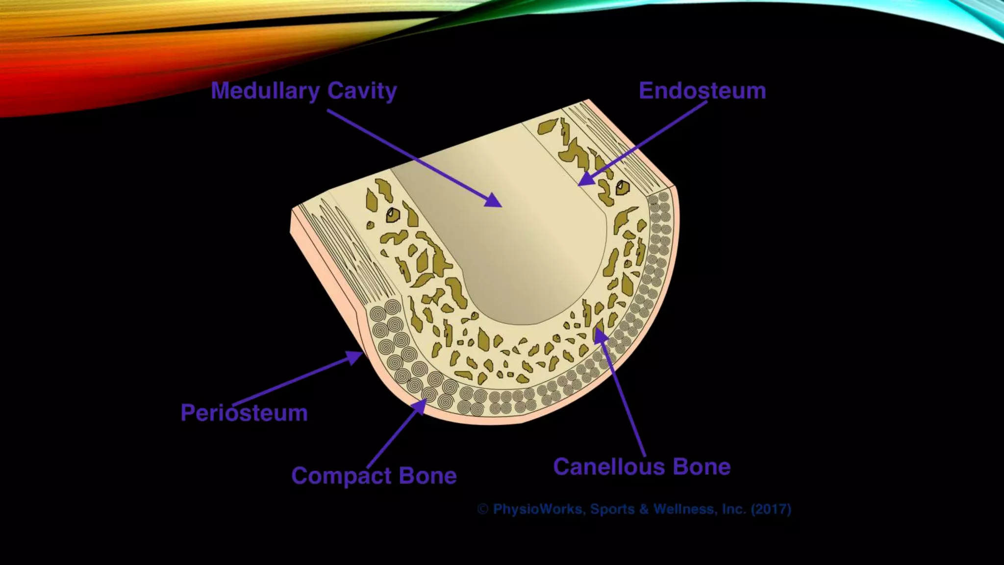 Normal X ray of long bones.pptx