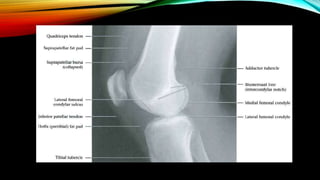 Normal Bone Rx Normal X ray of long bones.pptx