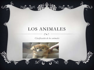LOS ANIMALES
  Clasificación de los animales
 