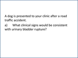 A dog is presented to your clinic after a road
traffic accident.
a) What clinical signs would be consistent
with urinary bladder rupture?
 