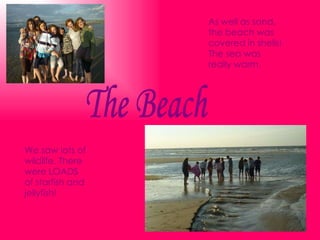 The Beach We saw lots of wildlife. There were LOADS of starfish and jellyfish! As well as sand, the beach was covered in shells! The sea was really warm. 