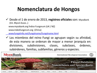 Nomenclatura de Hongos
 Desde el 1 de enero de 2013, registros oficiales son: MycoBank
(Int. Mycol Assoc..)
www.mycobank.org Índice Fungorum (UK / NZ)
www.indexfungorum.org (China)
www.fungalinfo.net/fungalname/fungalname.html
 Los miembros del reino Fungi se agrupan según su afinidad,
de esta manera se ordenan de mayor a menor jerarquía en:
divisiones, subdivisiones, clases, subclases, órdenes,
subórdenes, familias, subfamilias, géneros y especies.
 