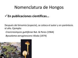 Nomenclatura de Hongos
En publicaciones científicas…
Después del binomio (especie), se coloca el autor y en paréntesis
el año. Ejemplo:
Crocicreomyces guttiferae Bat. & Peres (1964)
Byssoloma aeruginescens Vězda (1974)
 