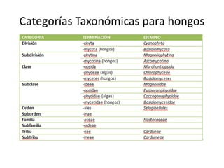 Categorías Taxonómicas para hongos
 