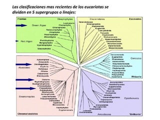 Las clasificaciones mas recientes de los eucariotas se
dividen en 5 supergrupos o linajes:
 