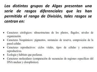 Los distintos grupos de Algas presentan una
serie de rasgos diferenciales que les han
permitido el rango de División, tales rasgos se
centran en:
 