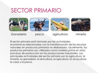 Ganadería pesca agricultura minería
El sector primario está formado por las actividades
económicas relacionadas con la transformación de los recursos
naturales en productos primarios no elaborados. Usualmente, los
productos primarios son utilizados como materia prima en otros
procesos de producción en las producciones industriales. Las
principales actividades del sector primario son la agricultura, la
minería, la ganadería, la silvicultura, la apicultura, la acuicultura,
la caza y la pesca.
 