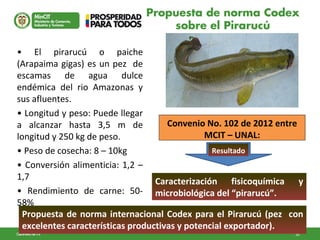 30GD-FM-016 V422/08/13
Convenio No. 102 de 2012 entre
MCIT – UNAL:
Reglamentación
Europea
• El pirarucú o paiche
(Arapaima gigas) es un pez de
escamas de agua dulce
endémica del rio Amazonas y
sus afluentes.
• Longitud y peso: Puede llegar
a alcanzar hasta 3,5 m de
longitud y 250 kg de peso.
• Peso de cosecha: 8 – 10kg
• Conversión alimenticia: 1,2 –
1,7
• Rendimiento de carne: 50-
58%
Propuesta de norma Codex
sobre el Pirarucú
Caracterización fisicoquímica y
microbiológica del “pirarucú”.
Resultado
Propuesta de norma internacional Codex para el Pirarucú (pez con
excelentes características productivas y potencial exportador).
 
