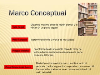 Talla de pié
Distancia máxima entre la región plantar y el
vértex En un plano sagital
Peso Corporal Determinación de la masa de los sujetos
Pliegue tricipital
Cuantificación de una doble capa de piel y de
tejido adiposo subcutáneo ubicado en la parte
posterior del brazo
Circunferencia del brazo
Medición antropométrica que cuantifica tanto el
perímetro de los segmentos corporales como su sección
transversal aproximada en el brazo manteniendo el
codo extendido
 