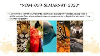 Nom 059 Logo Normas y Leyes mexicanas del ámbito ambiental | PPTX