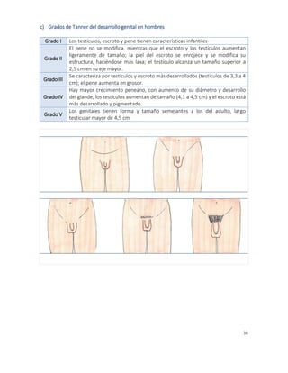 38
c) Grados de Tanner del desarrollo genital en hombres
Grado I Los testículos, escroto y pene tienen características infantiles
Grado II
El pene no se modifica, mientras que el escroto y los testículos aumentan
ligeramente de tamaño; la piel del escroto se enrojece y se modifica su
estructura, haciéndose más laxa; el testículo alcanza un tamaño superior a
2,5 cm en su eje mayor.
Grado III
Se caracteriza por testículos y escroto más desarrollados (testículos de 3,3 a 4
cm); el pene aumenta en grosor.
Grado IV
Hay mayor crecimiento peneano, con aumento de su diámetro y desarrollo
del glande, los testículos aumentan de tamaño (4,1 a 4,5 cm) y el escroto está
más desarrollado y pigmentado.
Grado V
Los genitales tienen forma y tamaño semejantes a los del adulto, largo
testicular mayor de 4,5 cm
3. genital hombre
 