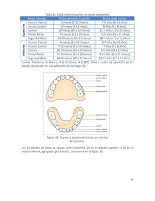 76
5_Esquema arcadas dentarias con dientes
temporales
Figura 39: Esquema arcadas dentarias con dientes
temporales.
Tabla 12: Edad media erupción de piezas temporales
Piezas dentales Fecha promedio Erupción Fecha caída normal
Superiores Incisivo Central 9 meses (7-12 meses) 7 ½ años (6 a 8 años)
Incisivo Lateral 10 meses (9-13 meses) 8 años (7 a 8 años)
Canino 18 meses (16 a 22 meses) 11 ½ años (10 a 12 años)
Primer Molar 15 meses (13 a 19 años) 10 ½ años (9 a 11 años)
Segundo Molar 24-30 meses (25-33 meses) 10 ½ años (10 a 12 años)
Inferiores
Incisivo Central 6 meses (6 a 10 meses) 6-7 años (6 a 8 años)
Incisivo Lateral 7-12 meses (7 a 16 meses) 7 años (7 a 8 años)
Canino 18-19 meses (16 a 23 meses) 9 ½ años (9 a 12 años)
Primer Molar 15-16 meses (12 a 18 meses) 9-10 años (9 a 11 meses)
Segundo Molar 24-26 meses (20 a 31 meses) 10-11 años (10 a 12 años)
Fuente: Palomino, H; Blanco, R & Cisternas, A (1980). Edad y orden de aparición de los
dientes deciduales en una población de Santiago [55]
Los 20 dientes de leche se ubican simétricamente, 10 en el maxilar superior, y 10 en el
maxilar inferior, agrupados por función, como se ve en la figura 39.
 