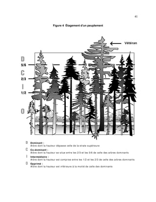 41
Figure 4 Étagement d’un peuplement

 