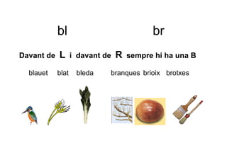 bl                             br
Davant de   L      i davant de   R   sempre hi ha una B

  blauet    blat    bleda    branques brioix brotxes
 