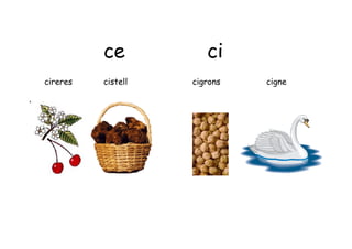 ce           ci
cireres   cistell   cigrons   cigne
 
