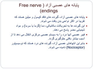 ‫آزاد‬ ‫عصبی‬ ‫های‬ ‫پایانه‬(Free nerve
endings)
‫پایانه‬‫های‬‫هست‬ ‫میلین‬ ‫و‬ ‫کپسول‬ ‫فاقد‬ ‫های‬ ‫گیرنده‬ ،‫آزاد‬ ‫عصبی‬‫که‬ ‫ند‬
‫می‬ ‫یافت‬ ‫بدن‬ ‫نواحی‬ ‫اکثر‬ ‫در‬ ‫تقریبا‬‫شوند‬.
‫این‬‫دما‬ ،‫مکانیکی‬ ‫تحریکات‬ ‫به‬ ‫ها‬ ‫گیرنده‬(‫سرما‬ ‫یا‬ ‫گرما‬)‫مواد‬ ‫و‬
‫دهند‬ ‫می‬ ‫پاسخ‬ ‫مضر‬ ‫شیمیایی‬.
‫فیبر‬‫می‬ ‫انتقال‬ ‫مرکزی‬ ‫عصبی‬ ‫سیستم‬ ‫به‬ ‫را‬ ‫درد‬ ‫آنها‬ ‫عصبی‬‫از‬ ‫تا‬ ‫دهد‬
‫جلوگیری‬ ‫بافتی‬ ‫بیشتر‬ ‫آسیب‬‫گردد‬.
‫بنابراین‬‫نوس‬ ‫که‬ ‫هستند‬ ‫درد‬ ‫های‬ ‫گیرنده‬ ،‫آزاد‬ ‫عصبی‬ ‫انتهاهای‬‫یسپتور‬
(Nociceptor)‫شوند‬ ‫می‬ ‫نامیده‬.
 