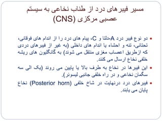 ‫سیستم‬ ‫به‬ ‫نخاعی‬ ‫طناب‬ ‫از‬ ‫درد‬ ‫فیبرهای‬ ‫مسیر‬
‫مرکزی‬ ‫عصبی‬(CNS)
‫دو‬‫نوع‬‫فیبر‬‫درد‬A-‫دلتا‬‫و‬C،‫پیام‬‫های‬‫درد‬‫را‬‫از‬‫اندام‬‫های‬،‫فوقانی‬
،‫تحتانی‬‫تنه‬‫و‬‫احشاء‬‫یا‬‫اندام‬‫های‬‫داخلی‬(‫به‬‫غیر‬‫از‬‫فیبرهای‬‫در‬‫دی‬
‫که‬‫ازطریق‬‫اعصاب‬‫مغزی‬‫منتقل‬‫می‬‫شوند‬)‫به‬‫گانگلیون‬‫های‬‫ری‬‫شه‬
‫خلفی‬‫نخاع‬‫ارسال‬‫می‬‫کنند‬.
‫این‬‫فیبرها‬‫در‬‫نخاع‬‫به‬‫طرف‬‫باال‬‫یا‬‫پایین‬‫می‬‫روند‬(‫یک‬‫الی‬‫س‬‫ه‬
‫سگمان‬‫نخاعی‬‫و‬‫در‬‫راه‬‫خلفی‬‫جانبی‬‫لیسوئر‬).
‫فیبرهای‬‫درد‬‫درنهایت‬‫در‬‫شاخ‬‫خلفی‬(Posterior horn)‫نخاع‬
‫پایان‬‫می‬‫یابند‬.
 