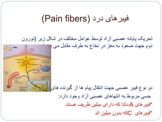 ‫درد‬ ‫فیبرهای‬(Pain fibers)
‫زیر‬ ‫شکل‬ ‫در‬ ‫مختلف‬ ‫عوامل‬ ‫توسط‬ ‫آزاد‬ ‫عصبی‬ ‫پایانه‬ ‫تحریک‬(‫نو‬‫رون‬
‫رود‬ ‫می‬ ‫مقابل‬ ‫طرف‬ ‫به‬ ‫نخاع‬ ‫در‬ ‫مغز‬ ‫به‬ ‫صعود‬ ‫جهت‬ ‫دوم‬:)
‫دو‬‫گیرنده‬ ‫از‬ ‫ها‬ ‫پیام‬ ‫انتقال‬ ‫جهت‬ ‫عصبی‬ ‫فیبر‬ ‫نوع‬‫های‬
‫دارد‬ ‫وجود‬ ‫آزاد‬ ‫عصبی‬ ‫انتهاهای‬ ‫به‬ ‫مربوط‬ ‫حسی‬:
*‫فیبرهای‬A-‫هستند‬ ‫ظریف‬ ‫میلین‬ ‫دارای‬ ‫که‬ ‫دلتا‬
*‫فیبرهای‬C‫اند‬ ‫میلین‬ ‫بدون‬ ‫که‬
 