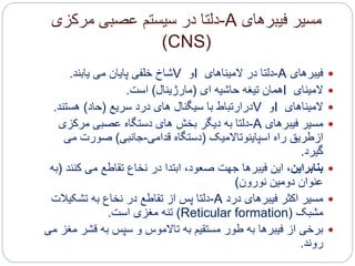 ‫فیبرهای‬ ‫مسیر‬A-‫مرکزی‬ ‫عصبی‬ ‫سیستم‬ ‫در‬ ‫دلتا‬
(CNS)
‫فیبرهای‬A-‫المیناهای‬ ‫در‬ ‫دلتا‬I‫و‬V‫می‬ ‫پایان‬ ‫خلفی‬ ‫شاخ‬‫یابند‬.
‫المینای‬I‫ای‬ ‫حاشیه‬ ‫تیغه‬ ‫همان‬(‫مارژینال‬)‫است‬.
‫المیناهای‬I‫و‬V‫سریع‬ ‫درد‬ ‫های‬ ‫سیگنال‬ ‫با‬ ‫درارتباط‬(‫حاد‬)‫هستند‬.
‫مسیر‬‫فیبرهای‬A-‫مرکزی‬ ‫عصبی‬ ‫دستگاه‬ ‫های‬ ‫بخش‬ ‫دیگر‬ ‫به‬ ‫دلتا‬
‫اسپاینوتاالمیک‬ ‫راه‬ ‫ازطریق‬(‫قدامی‬ ‫دستگاه‬-‫جانبی‬)‫می‬ ‫صورت‬
‫گیرد‬.
‫بنابراین‬‫ک‬ ‫می‬ ‫تقاطع‬ ‫نخاع‬ ‫در‬ ‫ابتدا‬ ،‫صعود‬ ‫جهت‬ ‫فیبرها‬ ‫این‬ ،‫نند‬(‫به‬
‫دومین‬ ‫عنوان‬‫نورون‬)
‫مسیر‬‫درد‬ ‫فیبرهای‬ ‫اکثر‬A-‫تشکیالت‬ ‫به‬ ‫نخاع‬ ‫در‬ ‫تقاطع‬ ‫از‬ ‫پس‬ ‫دلتا‬
‫مشبک‬(Reticular formation)‫مغزی‬ ‫تنه‬‫است‬.
‫برخی‬‫قشر‬ ‫به‬ ‫سپس‬ ‫و‬ ‫تاالموس‬ ‫به‬ ‫مستقیم‬ ‫طور‬ ‫به‬ ‫فیبرها‬ ‫از‬‫می‬ ‫مغز‬
‫روند‬.
 