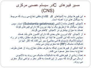 ‫فیبرهای‬ ‫مسیر‬C‫مرکزی‬ ‫عصبی‬ ‫سیستم‬ ‫در‬
(CNS)
‫این‬‫المیناهای‬ ‫به‬ ‫بیشتر‬ ‫فیبرها‬II‫و‬III‫مربوط‬ ‫که‬ ‫روند‬ ‫می‬ ‫نخاع‬ ‫خلفی‬ ‫شاخ‬
‫است‬ ‫آهسته‬ ‫درد‬ ‫های‬ ‫سیگنال‬ ‫به‬.
‫المینای‬II‫ژالتینی‬ ‫ماده‬ ‫همان‬(Substantia gelatinosa)‫است‬.‫سپس‬
‫کو‬ ‫فیبرهای‬ ‫دارای‬ ‫که‬ ‫نورون‬ ‫چند‬ ‫یا‬ ‫یک‬ ‫ازطریق‬ ‫ها‬ ‫سیگنال‬ ‫بیشتر‬‫تاه‬
‫المینای‬ ‫در‬ ‫بیشتری‬ ‫میزان‬ ‫به‬ ‫هستند‬V‫گردند‬ ‫می‬ ‫ختم‬.
‫از‬‫المینای‬V‫هستند‬ ‫بلند‬ ‫های‬ ‫آکسون‬ ‫دارای‬ ‫که‬ ‫بعدی‬ ‫های‬ ‫نورون‬ ‫با‬
‫و‬ ‫رفته‬ ‫مقابل‬ ‫طرف‬ ‫به‬ ‫نخاع‬ ‫در‬ ‫ابتدا‬ ‫ها‬ ‫آکسون‬ ‫این‬ ‫که‬ ،‫داده‬ ‫سیناپس‬‫راه‬ ‫در‬
‫اسپاینوتاالمیک‬(‫قدامی‬ ‫سیستم‬-‫جانبی‬)‫آن‬ ‫اکثر‬ ‫که‬ ‫کنند‬ ‫می‬ ‫سیر‬‫در‬ ‫ها‬
‫مشبک‬ ‫تشکیالت‬(RF)‫می‬ ‫پایان‬ ‫مغزی‬ ‫تنه‬‫یابند‬.
‫البته‬‫همان‬ ‫از‬ ‫روند‬ ‫نخاع‬ ‫مقابل‬ ‫طرف‬ ‫به‬ ‫اینکه‬ ‫بدون‬ ‫فیبرها‬ ‫از‬ ‫اندکی‬‫طرف‬
‫کنند‬ ‫می‬ ‫صعود‬ ‫مغز‬ ‫سمت‬ ‫به‬ ‫نخاع‬.
‫تاال‬ ‫به‬ ‫روند‬ ‫می‬ ‫مشبک‬ ‫تشکیالت‬ ‫به‬ ‫که‬ ‫فیبرهایی‬ ‫از‬ ‫زیادی‬ ‫تعداد‬‫موس‬
‫م‬ ‫دیگر‬ ‫نواحی‬ ‫و‬ ‫مغز‬ ‫قشر‬ ‫به‬ ‫قسمت‬ ‫این‬ ‫از‬ ‫سپس‬ ‫که‬ ‫گردند‬ ‫می‬ ‫ارسال‬‫غزی‬
‫روند‬ ‫می‬.
 