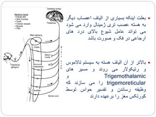 ‫بعلت‬‫اینکه‬‫بسیاری‬‫از‬‫الیاف‬‫اعصاب‬‫د‬‫یگر‬
‫به‬‫هسته‬‫عصب‬‫تری‬‫ژمینال‬‫وارد‬‫می‬‫شود‬
‫می‬‫تواند‬‫عامل‬‫شیوع‬‫باالی‬‫درد‬‫های‬
‫ارجاعی‬‫در‬‫فک‬‫و‬‫صورت‬‫باشد‬
‫باالتر‬‫از‬‫آن‬‫الیاف‬‫هسته‬‫به‬‫سیستم‬‫تاال‬‫موس‬
‫و‬‫رتیکوالر‬‫می‬‫روند‬‫و‬‫مسیر‬‫های‬
Trigemothalamic‫و‬
trigemoreticular‫را‬‫می‬‫سازند‬‫که‬
‫وظیفه‬‫رساندن‬‫و‬‫تفسیر‬‫حواس‬‫توسط‬
‫کورتکس‬‫مغز‬‫را‬‫برعهده‬‫دارند‬
 
