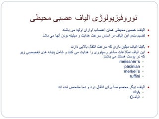 ‫محیطی‬ ‫عصبی‬ ‫الیاف‬ ‫نوروفیزیولوژی‬
‫الیاف‬‫باشند‬ ‫می‬ ‫اولیه‬ ‫آواران‬ ‫اعصاب‬ ‫همان‬ ‫محیطی‬ ‫عصبی‬
‫آ‬ ‫بودن‬ ‫میلینه‬ ‫و‬ ‫هدایت‬ ‫سرعت‬ ‫اساس‬ ‫بر‬ ‫الیاف‬ ‫این‬ ‫بندی‬ ‫تقسیم‬‫نها‬‫می‬‫باشد‬
A‫بتا‬:‫الیاف‬‫دارند‬ ‫باالیی‬ ‫انتقال‬ ‫سرعت‬ ‫که‬ ‫داری‬ ‫میلین‬
‫تخصصی‬ ‫های‬ ‫پایانه‬ ‫شامل‬ ‫و‬ ‫کنند‬ ‫می‬ ‫هدایت‬ ‫را‬ ‫رسپتوری‬ ‫مکانو‬ ‫اطالعات‬ ‫الیاف‬ ‫این‬‫زیر‬
‫باشند‬ ‫می‬ ‫هستند‬ ‫پوست‬ ‫در‬ ‫که‬:
meissner`s
pacinian
merkel`s
ruffini
‫الیاف‬‫اند‬ ‫شده‬ ‫مشخص‬ ‫دما‬ ‫و‬ ‫درد‬ ‫انتقال‬ ‫برای‬ ‫مخصوصا‬ ‫دیگر‬
A‫دلتا‬
‫الیاف‬C
 