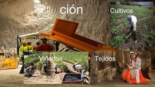 ción Cultivos
TejidosViñedos
 