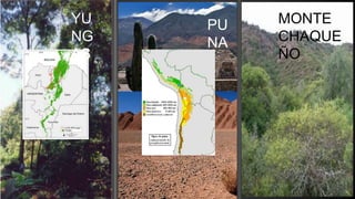 YU
NG
AS
PU
NA
MONTE
CHAQUE
ÑO
 