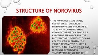Structure Of Norovirus